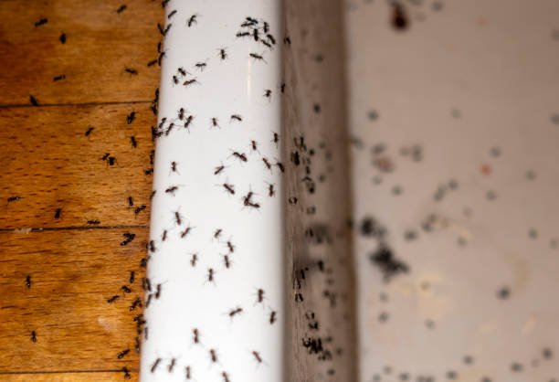 Best Flea Control Services  in Tea, SD